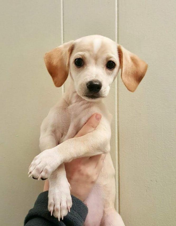 FMA Animal Hospital