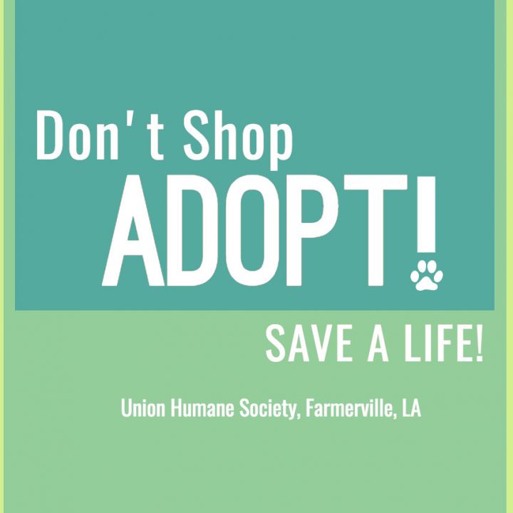 Don't Shop, Adopt!