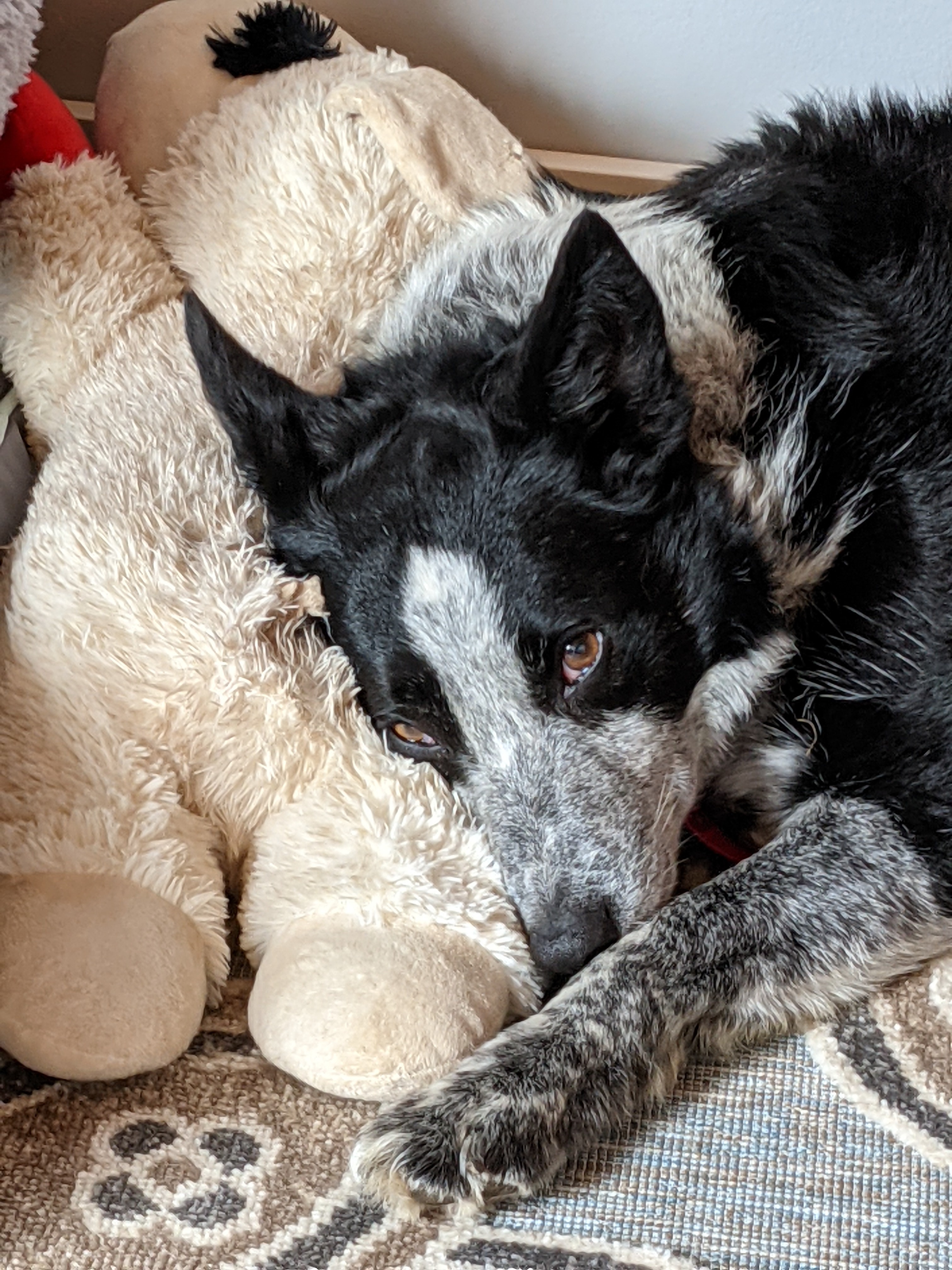 H.E.R.D-Herding Ewe Rescue Dogs