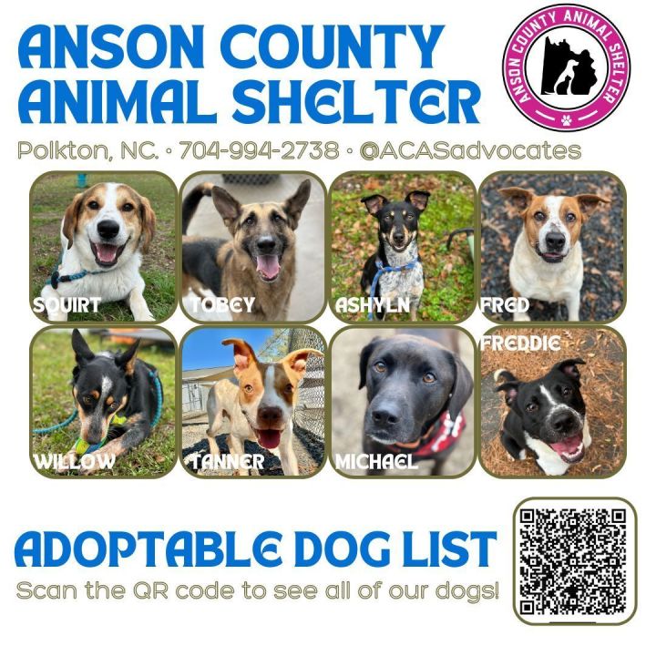 Pets for Adoption at Anson County Animal Shelter, in Polkton, NC