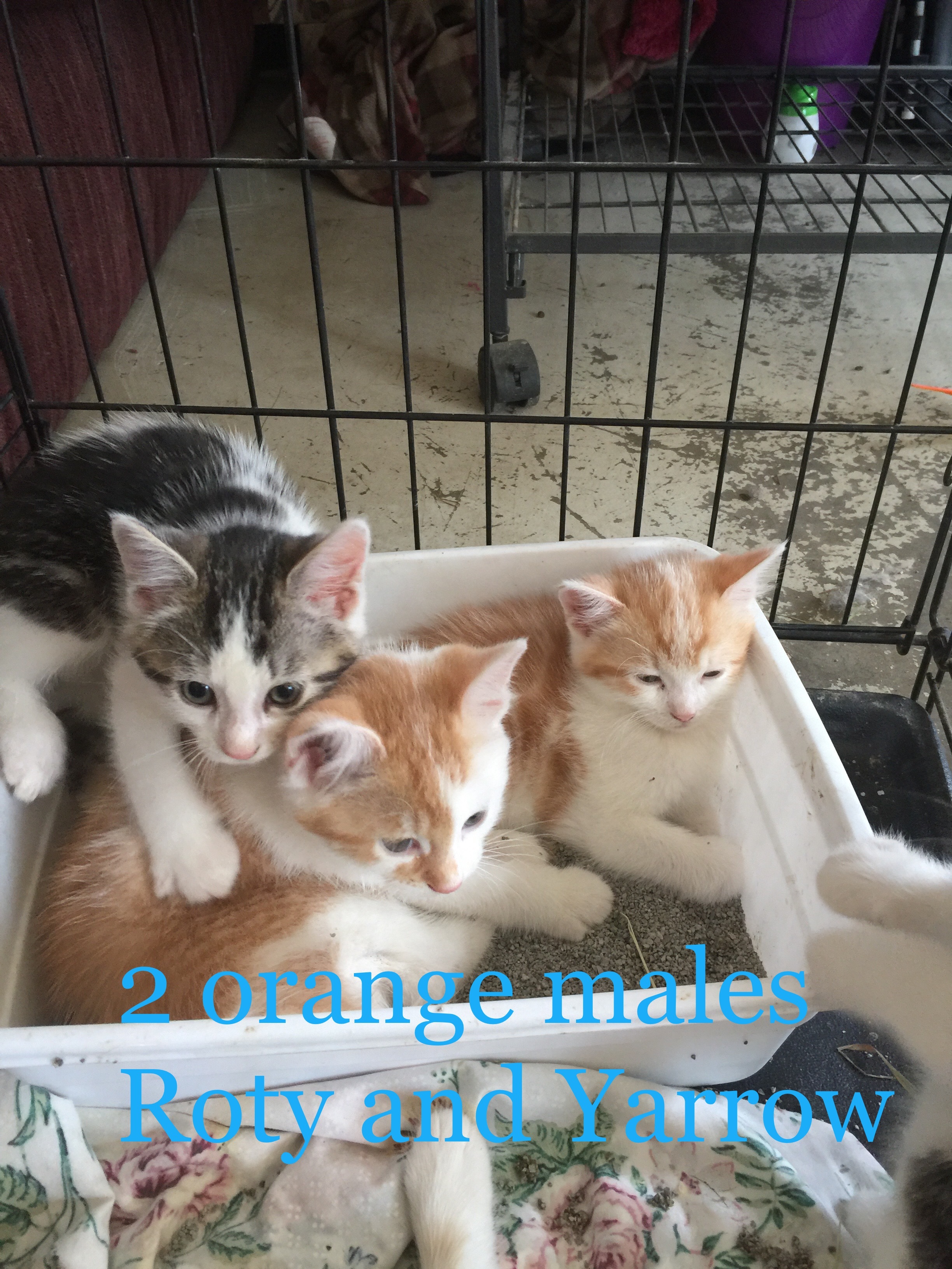 Pets For Adoption At Live And Let Live Farm In Chichester Nh Petfinder