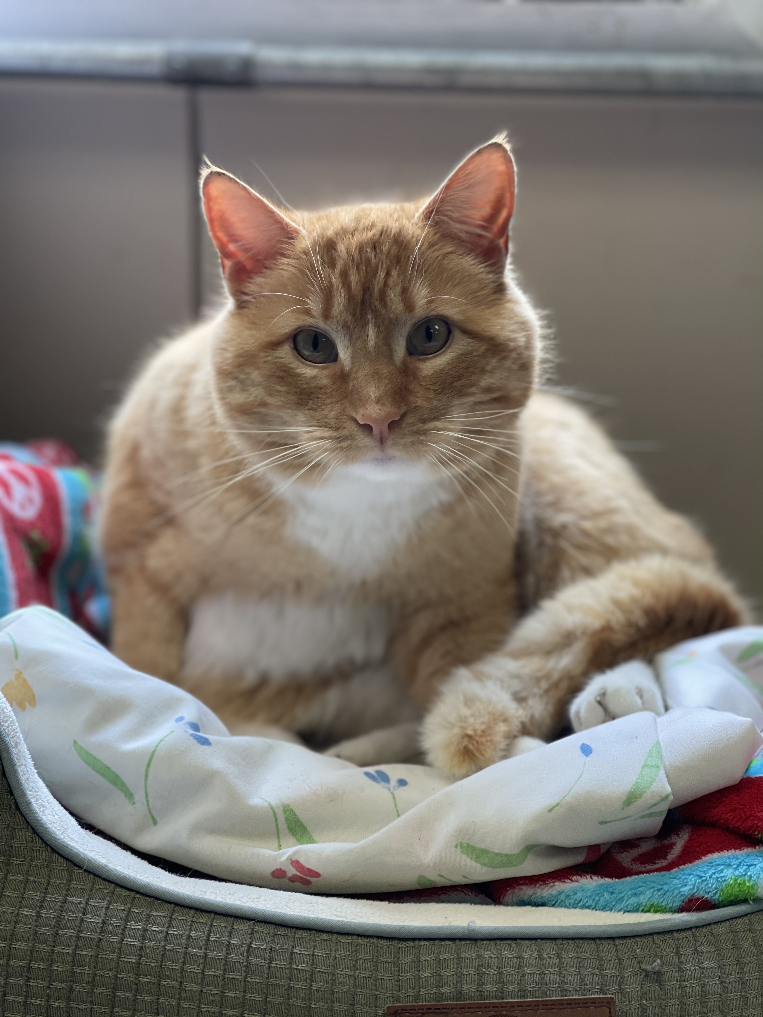 Elmira Animal Shelter