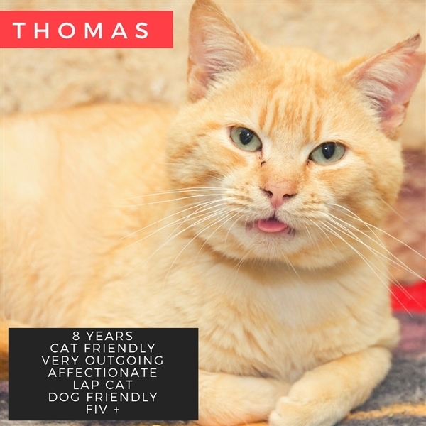 Pets for adoption at humane society of the tennessee valley in