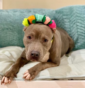 Cocoa the pittie rocks a flower headband