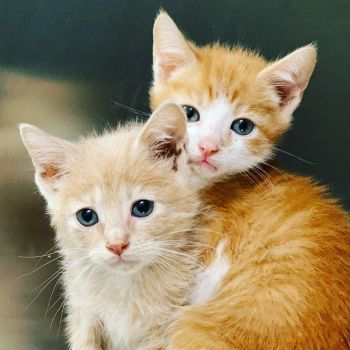A pair of ginger kittens!