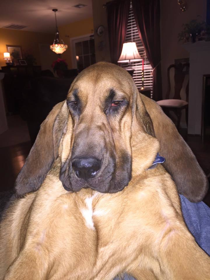 bloodhound rescues near me