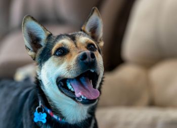 Pets for Adoption at Pawsitive Match Rescue Foundation, in Calgary