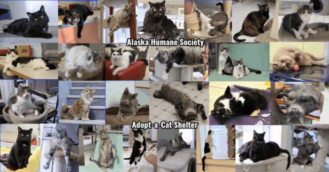 Alaska Humane Society (Adopt-a-Cat)
