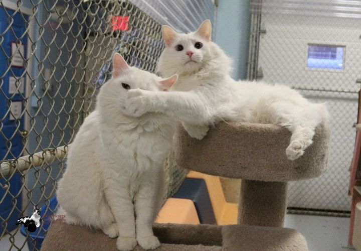 anchorage humane society