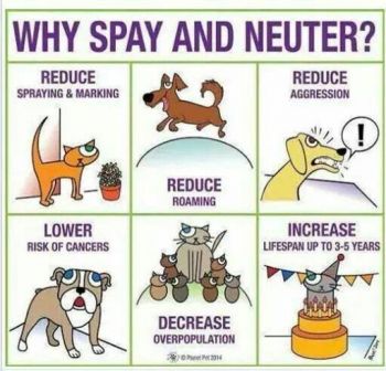 Why Spay Neuter?