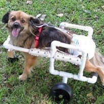 Aide for Animals