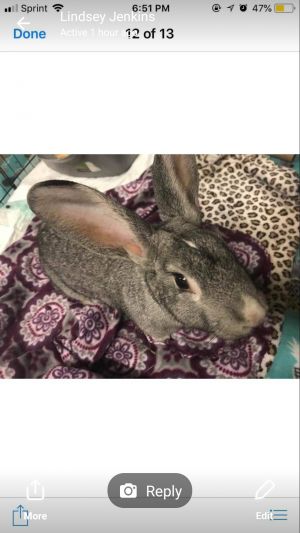 Arkansas Pet Rabbit Network