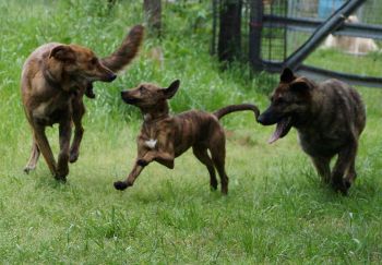 Beautiful Brindle Mixes