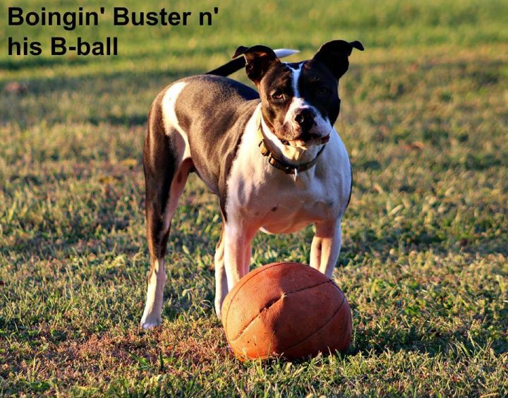 Boingin Buster....such a great dog.