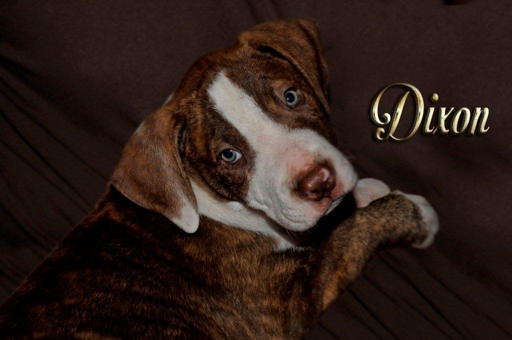 Homeless Pets Lifeline