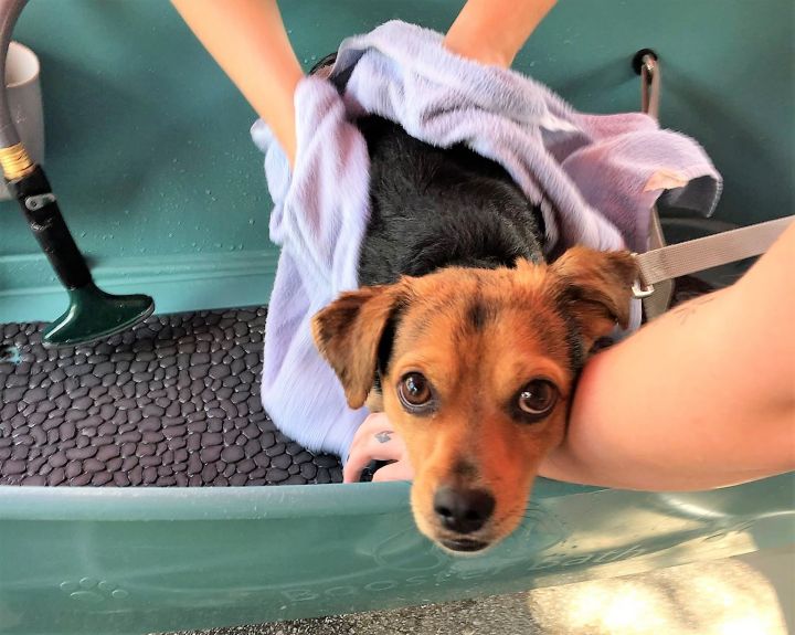 Off-Shelter Dog Wash Fund Raisers