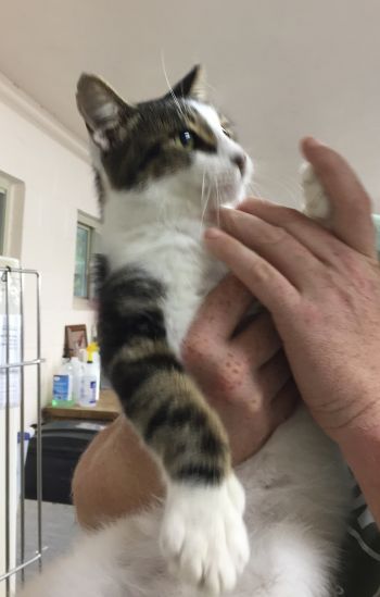 Pets For Adoption At Heber Springs Humane Society In Heber Springs Ar Petfinder