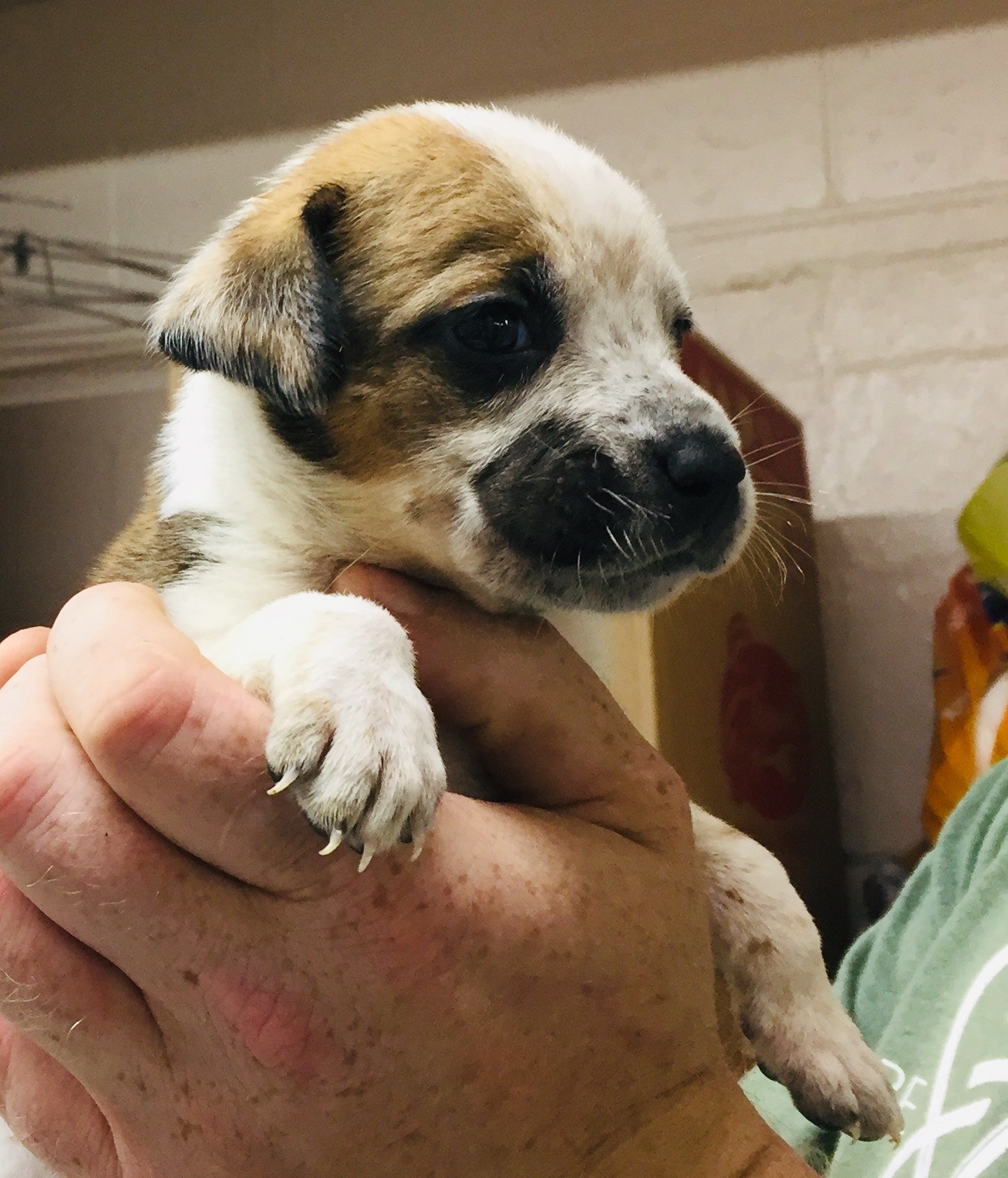 Pets For Adoption At Heber Springs Humane Society In Heber Springs Ar Petfinder