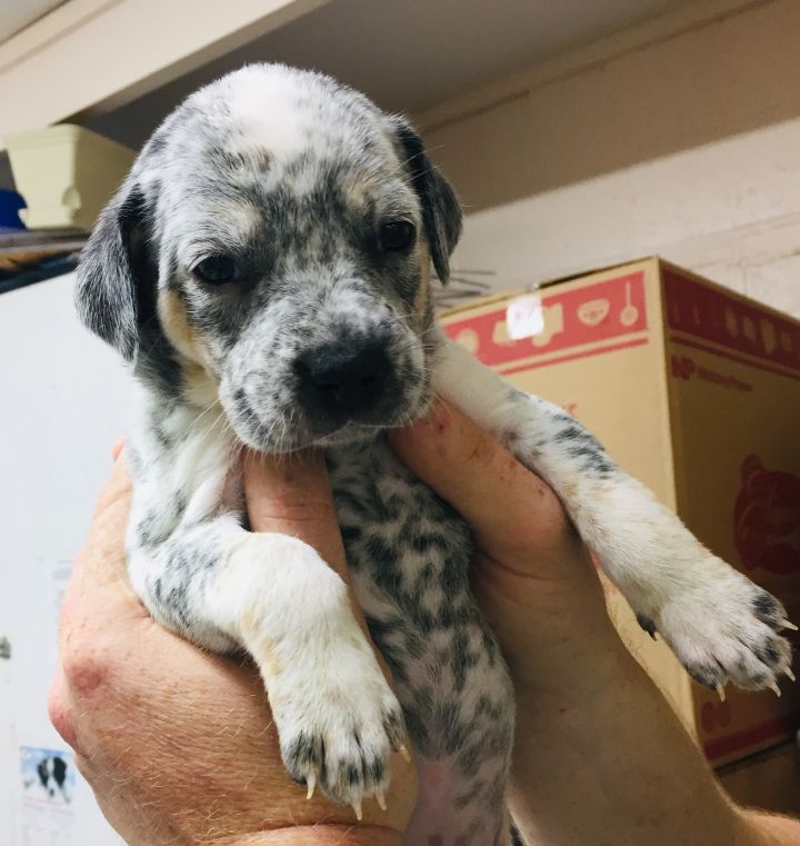 Pets For Adoption At Heber Springs Humane Society In Heber Springs Ar Petfinder