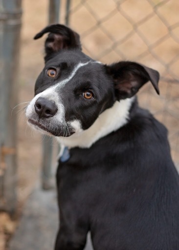 Blytheville Humane Society