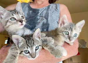 Animal Rescue , Transport , and Adoption
