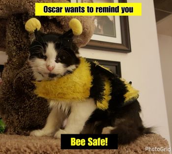 Bee Safe