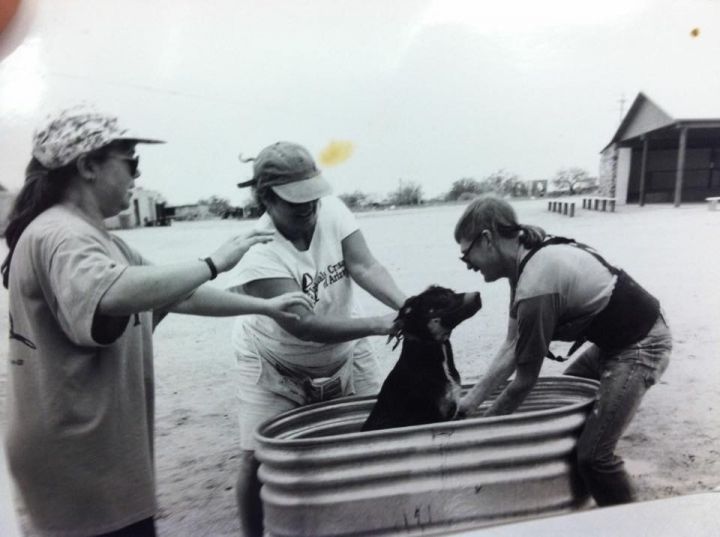 Pets For Adoption At Animals Crusaders In Tucson Az Petfinder