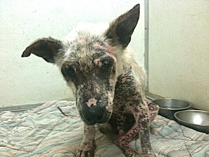 Pets For Adoption At Animals Crusaders In Tucson Az Petfinder