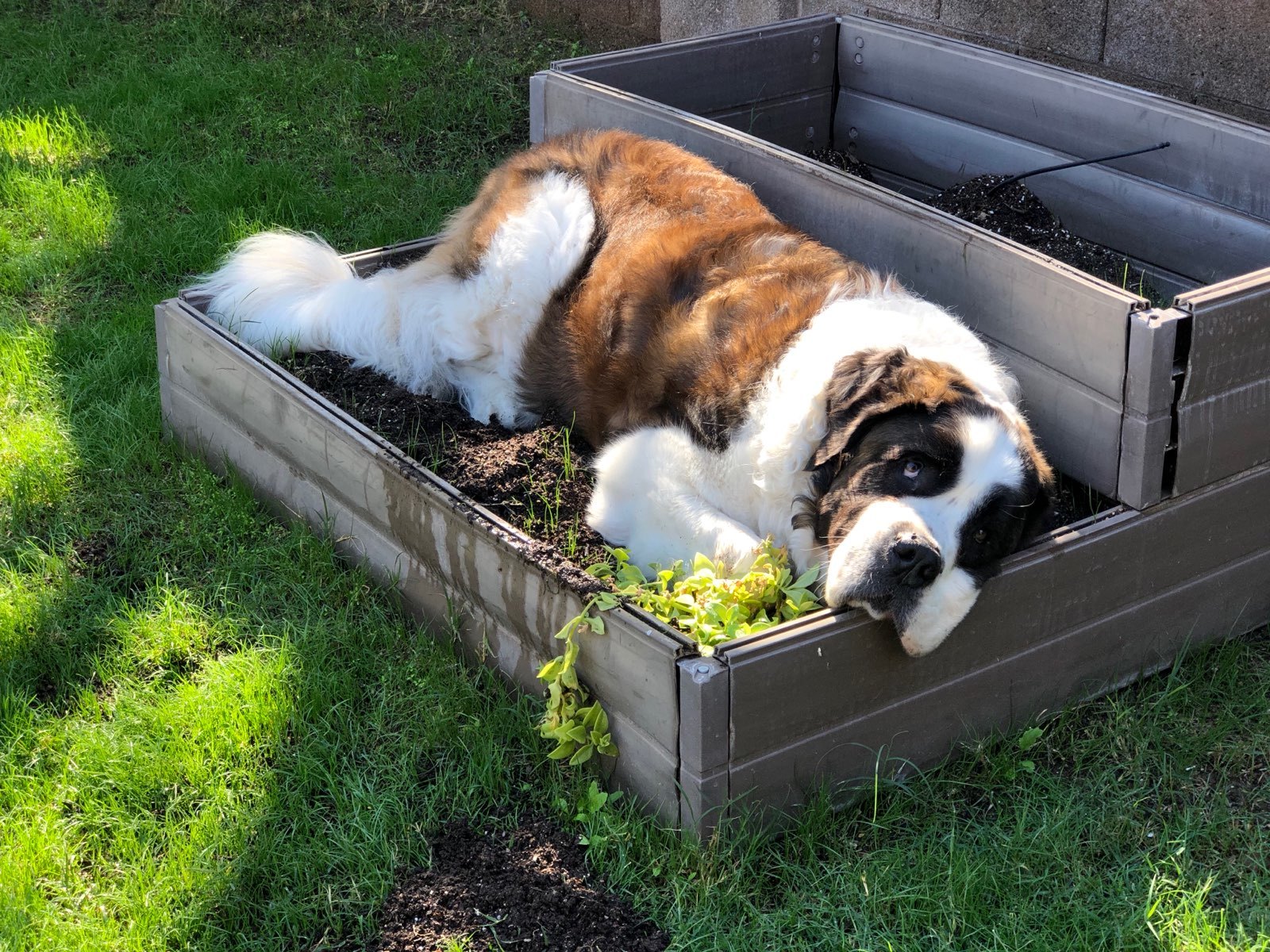 AZ Saint Bernard Rescue