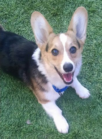 Corgi rescue best sale