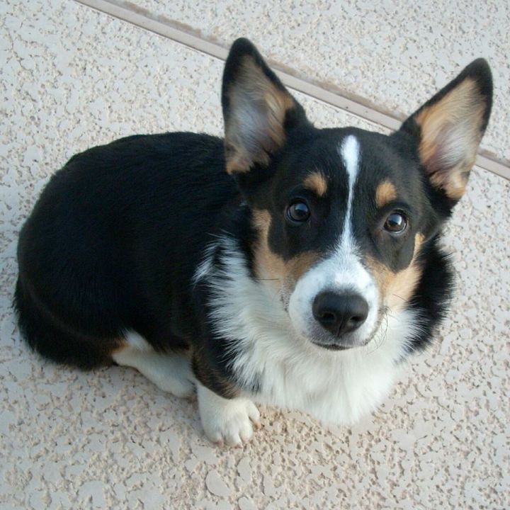 Cardigan corgi hot sale rescue