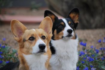 Corgi rescues near store me