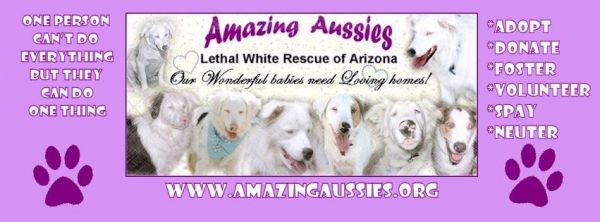 Amazing Aussies Lethal White Rescue of Arizona