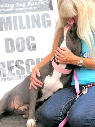 Pets for Adoption at Smiling Dog Rescue, in Tucson, AZ ...