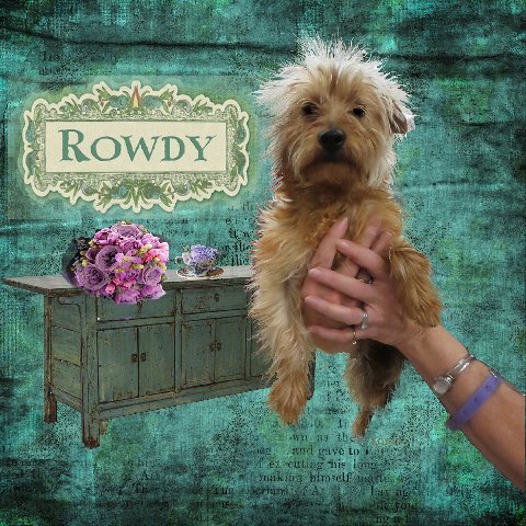 Arizona Desert Rotti & Pals Rescue