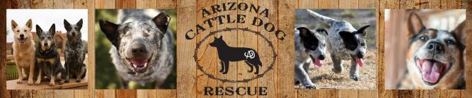 Arizona Cattle Dog Rescue