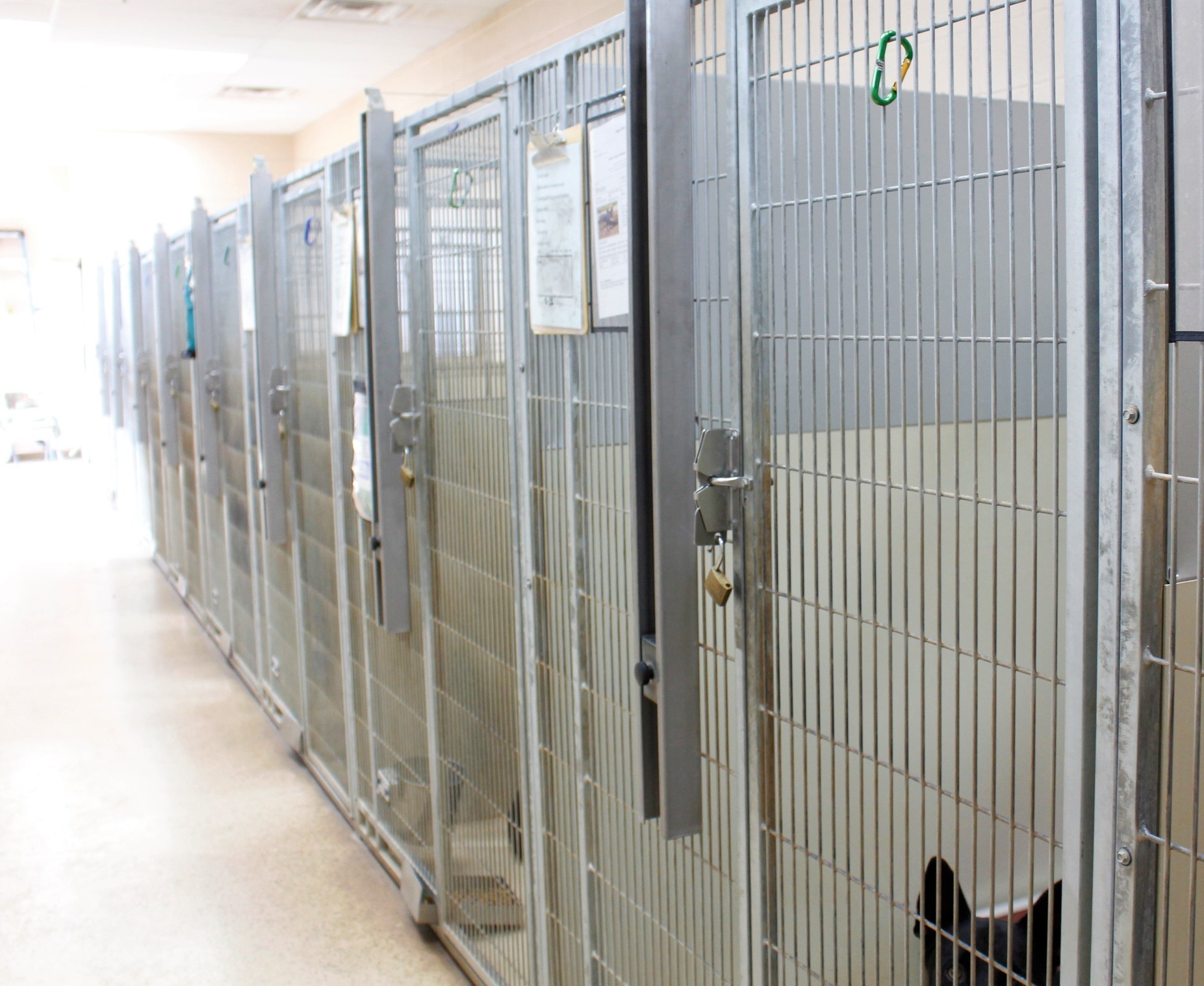 Verde Valley Humane Society
