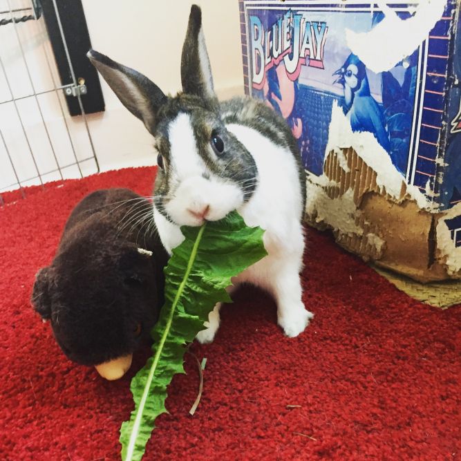 Vancouver Rabbit Rescue and Advocacy