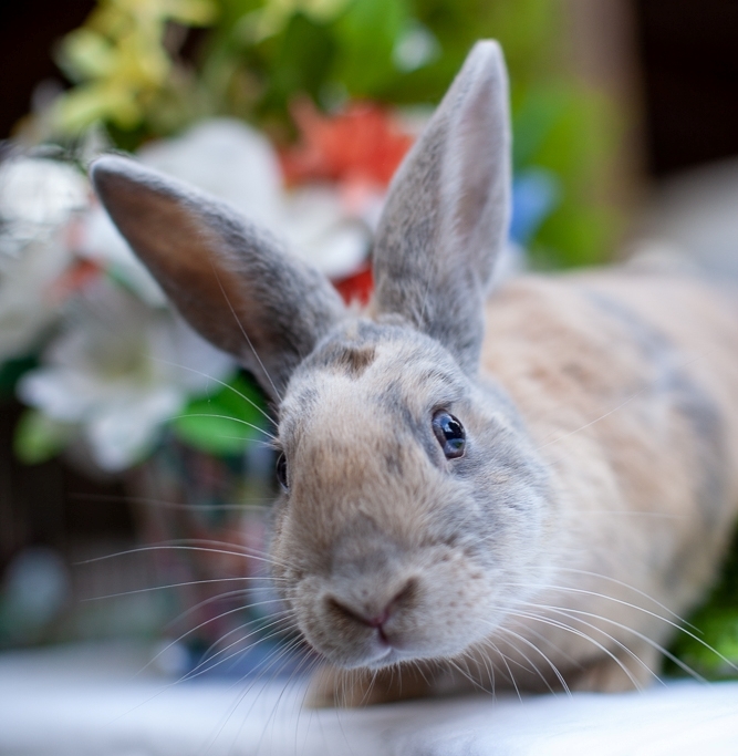 rabbit rescue center near me