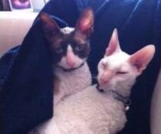 Cornish Rex Friends