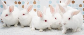 White bunny herd!