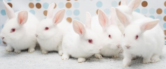 Los Angeles Rabbit Foundation