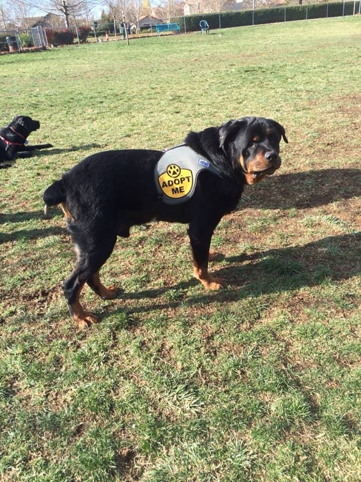 Pets for Adoption at Group Education to Protect and Defend