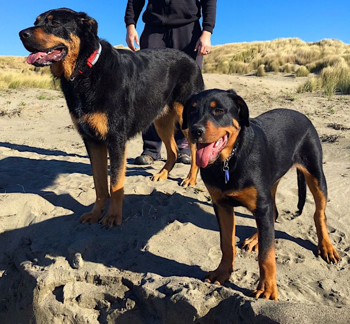Pets for Adoption at Group Education to Protect and Defend