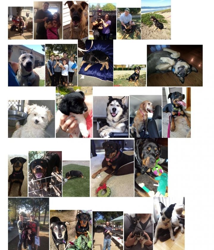 Pets for Adoption at Group Education to Protect and Defend