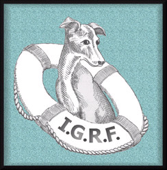 Northern California Italian Greyhound Rescue IGRF