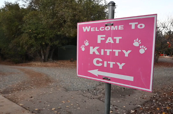 Fat kitty sale city rescue