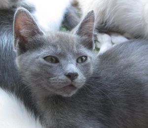 Bee Holistic Cat Rescue & Care