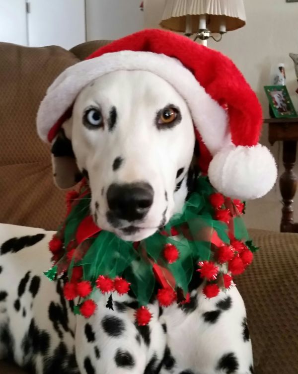 Antelope Valley Dalmatian Rescue