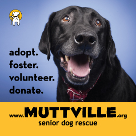 Muttville Senior Dog Rescue